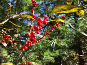 Harvesting for the Holidays_Horticultural Walk with Alex Feleppa_longHouse reserve east hampton